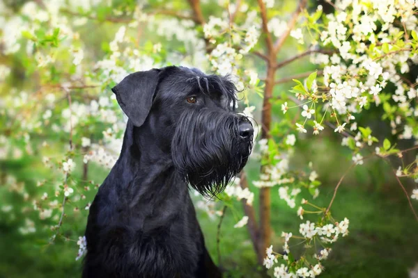 Dev Schnauzer Bahar Çiçeği Üzerinde Portrai Yakın — Stok fotoğraf