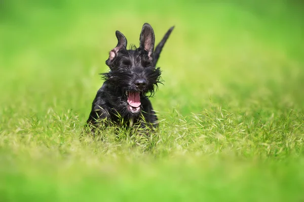 Giant Schnauzer Dog Funny Close Portrait Green Grass — Stock Photo, Image