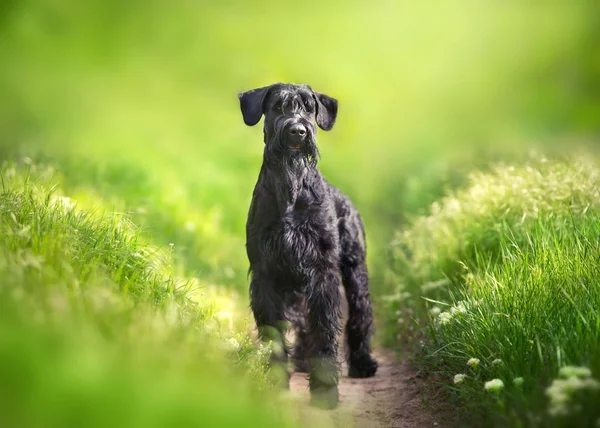 Giant Schnauzer Hond Staande Green Park — Stockfoto