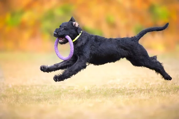 Giant Schnauzer  play with toy in yellow and orange fall leaves