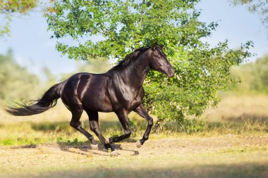 Siyah aygır yaz alanında dörtnala koşmak