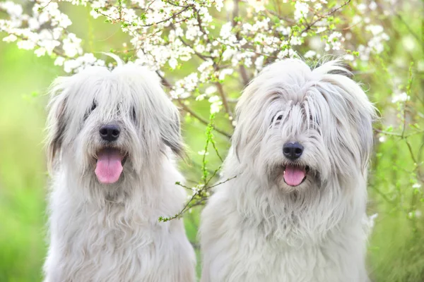 Dos Perro Pastor Ruso Del Sur Flor Primavera —  Fotos de Stock