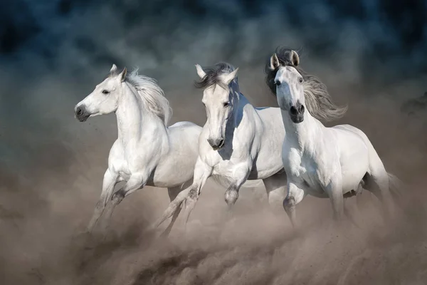 Tres Caballos Blancos Galopan Sobre Polvo Del Desierto Contra Cielo —  Fotos de Stock