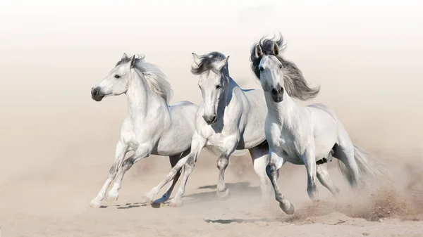 Tres Caballos Blancos Galopan Sobre Polvo Del Desierto — Foto de Stock