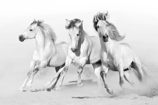 Tres Caballos Blancos Galopan Sobre Polvo Del Desierto Blanco Negro —  Fotos de Stock