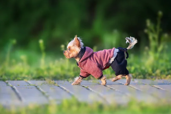 Yorkshire Terrier Run Fast Green Spring Park Road — Stock Photo, Image