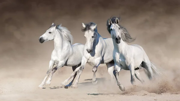 Trois Chevaux Blancs Courent Galop Sur Poussière Désert — Photo