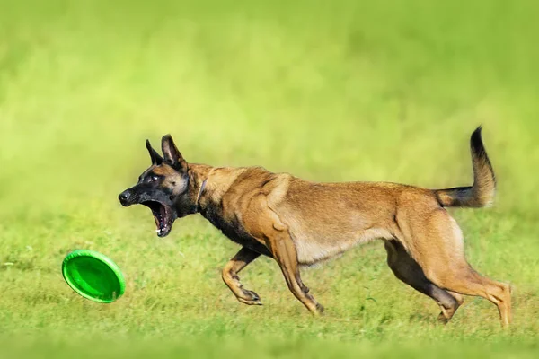 Malinois Cão Pastor Correr Jogar Brinquedo Bola Campo Verão — Fotografia de Stock