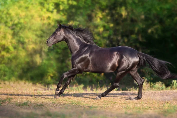 夏のフィールドに黒い種馬ランギャロップ — ストック写真