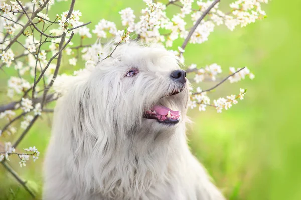 Perro Pastor Ruso Del Sur Flor Primavera —  Fotos de Stock