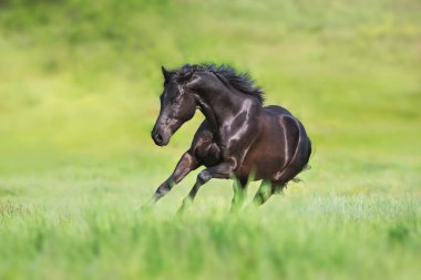 Siyah at ücretsiz çalıştırın