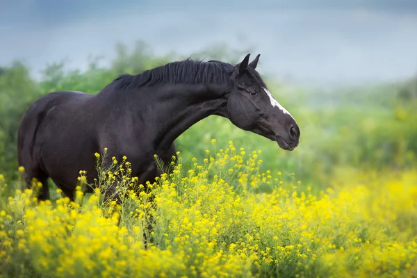 Horse in flowers — Stock Photo, Image