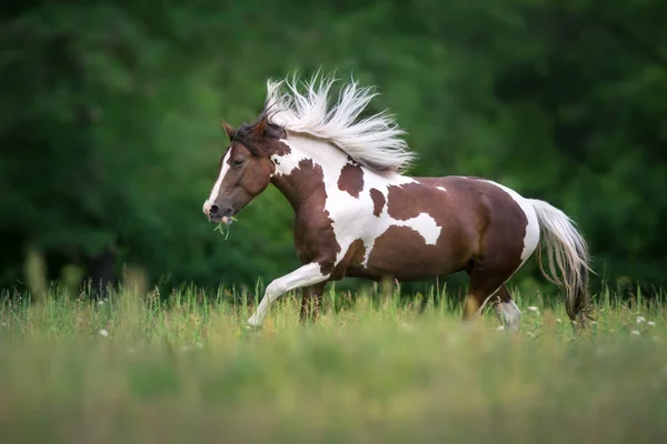 Piebald ló fut — Stock Fotó