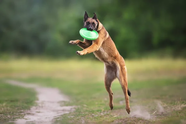 Belgische herder spelen speelgoed — Stockfoto