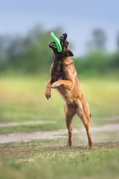 Belgische herder spelen speelgoed — Stockfoto
