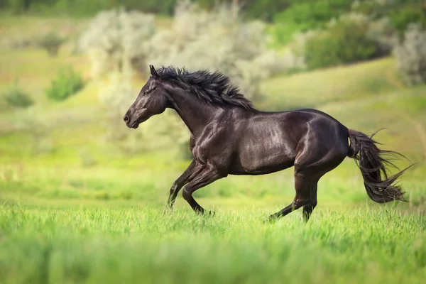 Black horse run free Royalty Free Stock Images