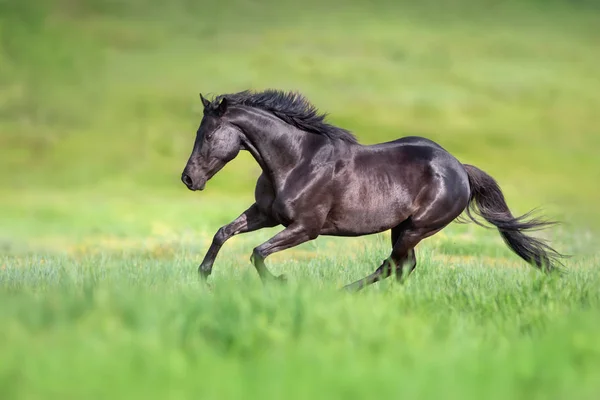 Czarny Ogier Uruchomić Galop Zielonym Polu — Zdjęcie stockowe