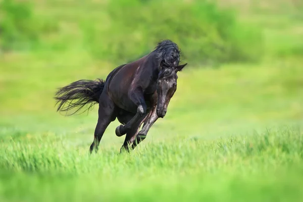 Stallone Nero Correre Galoppo Sul Campo Verde — Foto Stock