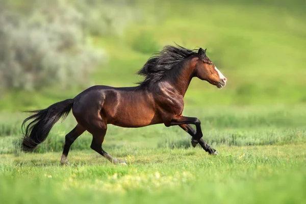 Horse Long Mane Run Gallop — Stock Photo, Image