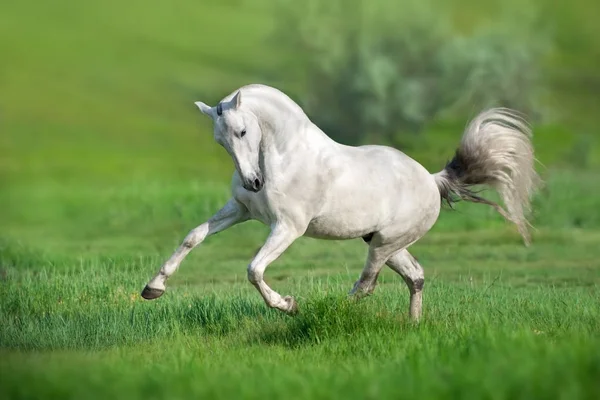 緑の牧草地で白馬ランギャロップ — ストック写真
