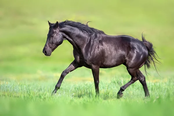 Fekete Stallion Ügető Zöld Legelőn — Stock Fotó