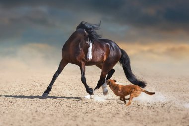 Uzun yele koşmak ve çöl tozu köpek ile oynamak ile güzel defne atı
