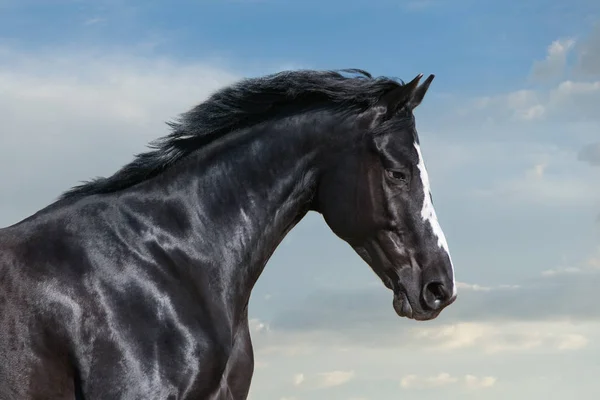 青空に対する黒馬の肖像画 — ストック写真