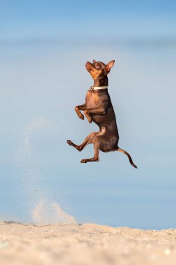Oyuncak terrier koşmak