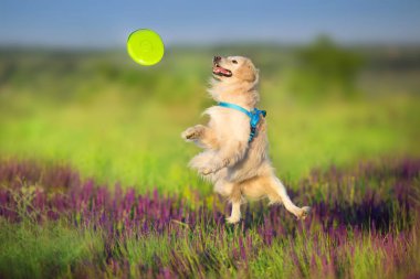 Hareket halindeki Altın retriever