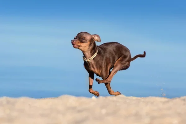 Oyuncak terrier koşmak — Stok fotoğraf