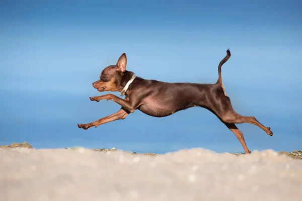 Toy terrier run — Stock Photo, Image