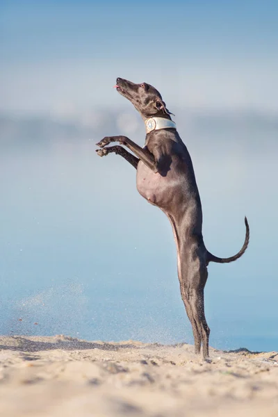 Italian greyhound dog jump on river shore