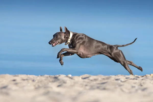 意大利猎犬在河岸上奔跑 — 图库照片