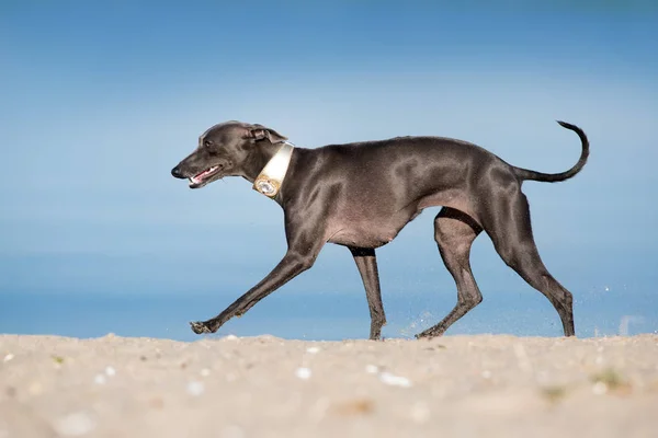 Greyhound italiano executar — Fotografia de Stock