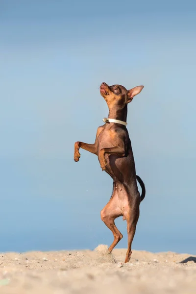 Toy-Terrier-Lauf — Stockfoto