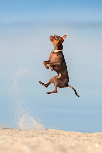 Toy terrier run — Stock Photo, Image