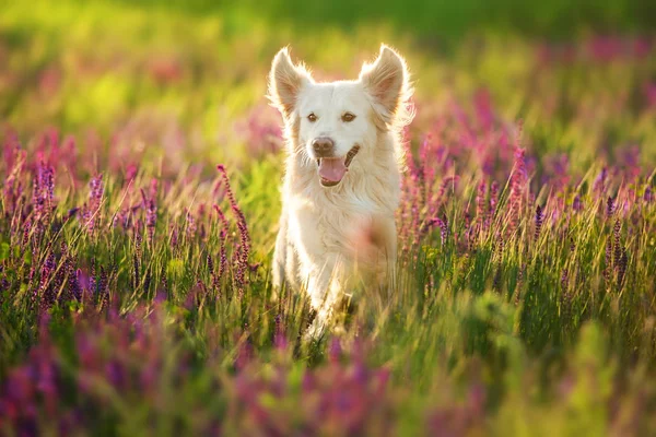 Golden retriever i rörelse — Stockfoto