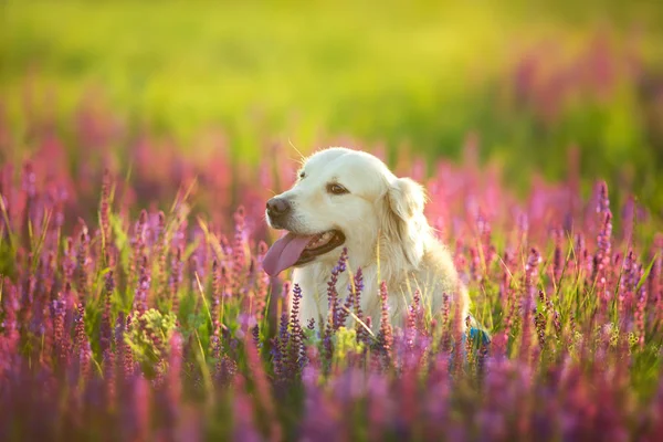 Golden retriever em movimento — Fotografia de Stock