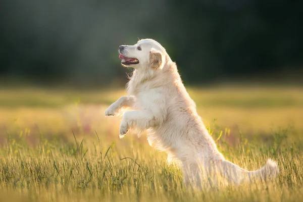 Golden Retriever Στο Φως Του Ήλιου Στο Πάρκο — Φωτογραφία Αρχείου