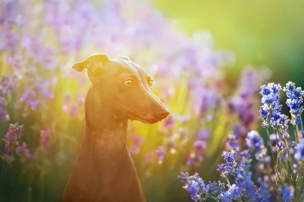 Ιταλικό κυνηγόσκυλο στα λουλούδια — Φωτογραφία Αρχείου