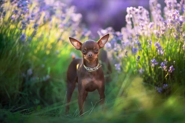 Juguete terrier en flores —  Fotos de Stock