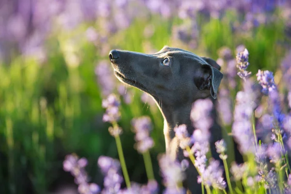 Galgo italiano en flores —  Fotos de Stock