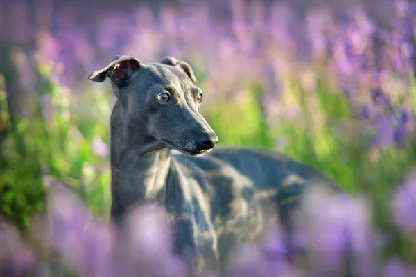 Galgo italiano en flores —  Fotos de Stock