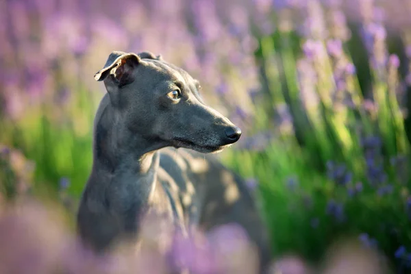 Galgo italiano en flores —  Fotos de Stock