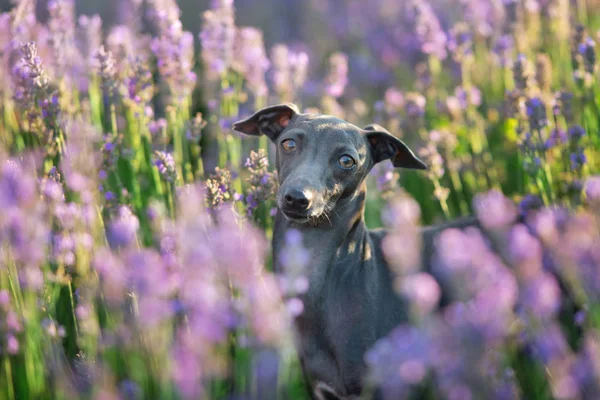 Galgo italiano en flores —  Fotos de Stock