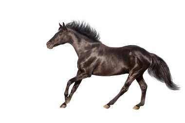 izole beyaz zemin üzerine siyah at