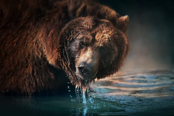 Brown Bear Close Portrait Drinking Water — Stock Photo, Image