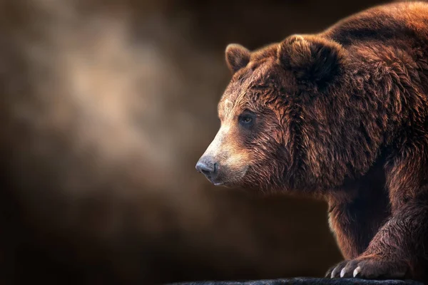 Oso Marrón Cerca Retrato Sobre Fondo Oscuro — Foto de Stock