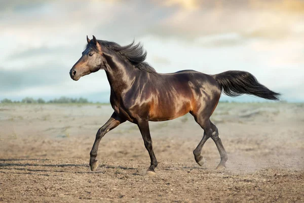 Koń Wolny Bieg Pustynny Pył — Zdjęcie stockowe