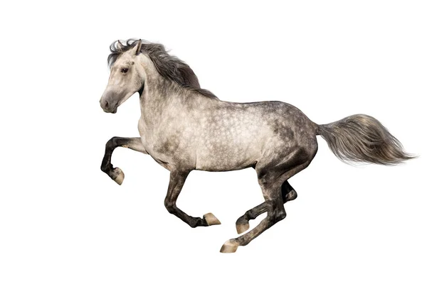 Cavallo Grigio Con Criniera Lunga Isolato Sfondo Bianco — Foto Stock